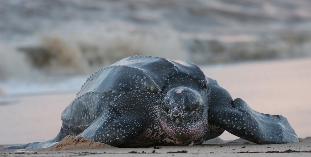 image leatherback sea turtle on the sand crawling up to the sea