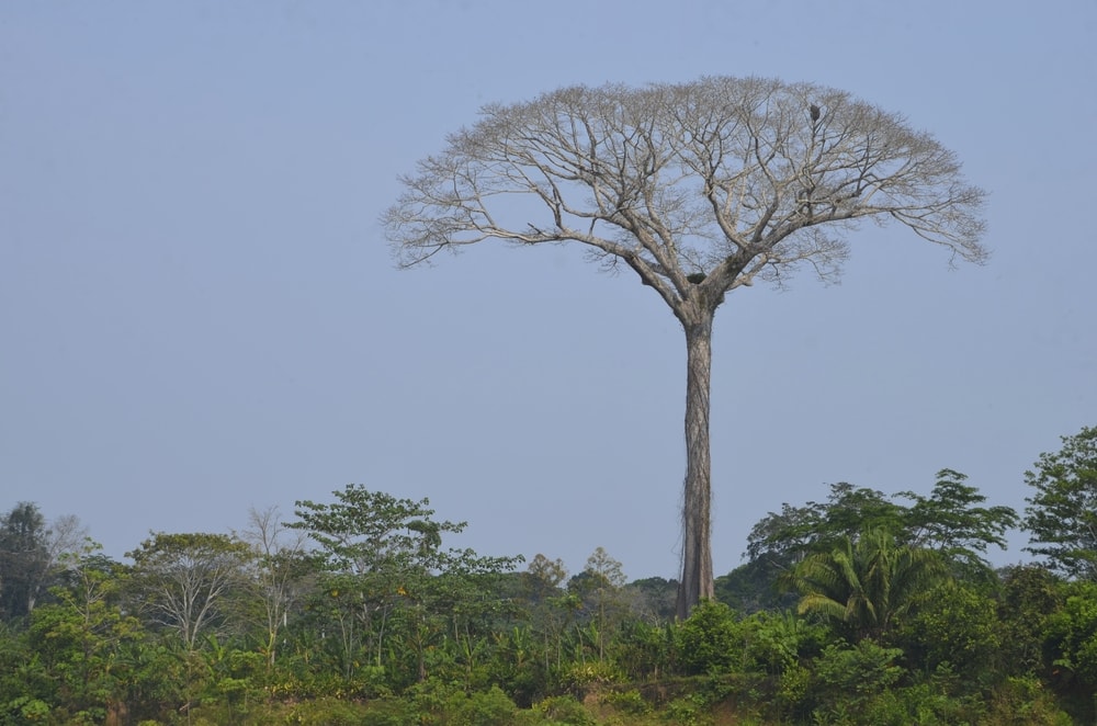 An extremely tall Lupuna tree (Chorisia insignis), Tambopata National Reserve, Madre de Dios province, Amazon basin, Peru
