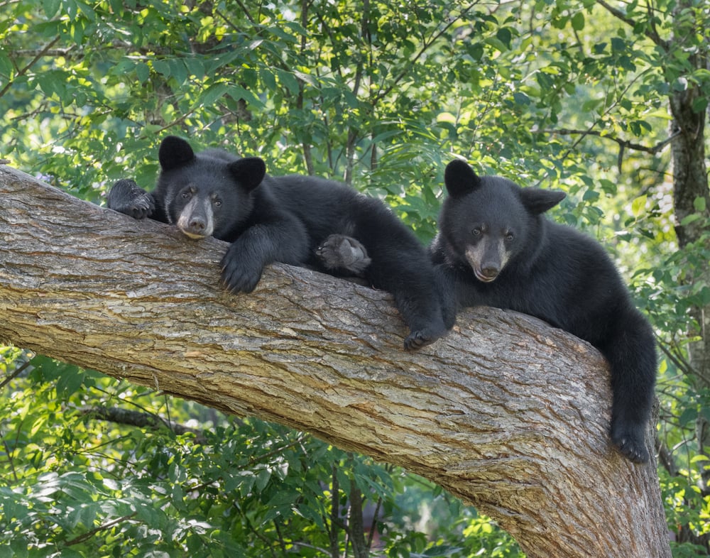 two black bear cubs resting on a tree 