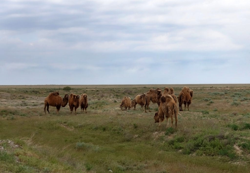 Overgrazing of animals in the deserts of southern Kazakhstan. One of the reasons of overgrazing is the lack of keystone species  in an ecosystem