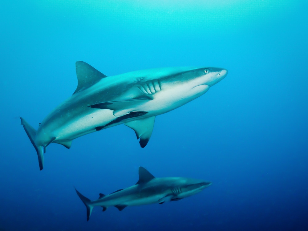 Two grey reef sharks underwater