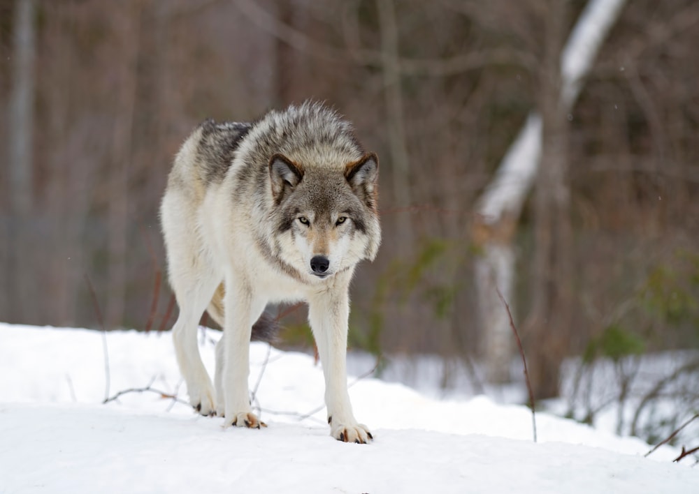 image of a gray wolf walking in the snow, gray wolves are keystone species in the Yellowstone 