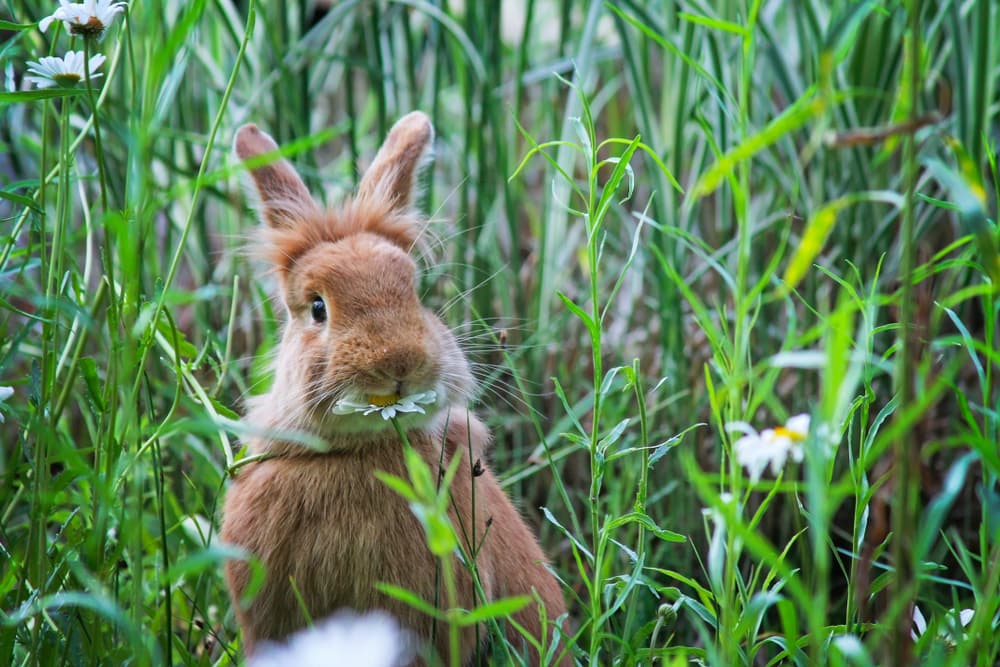 rabbit eating a daisy at a local wildlife sanctuary park 