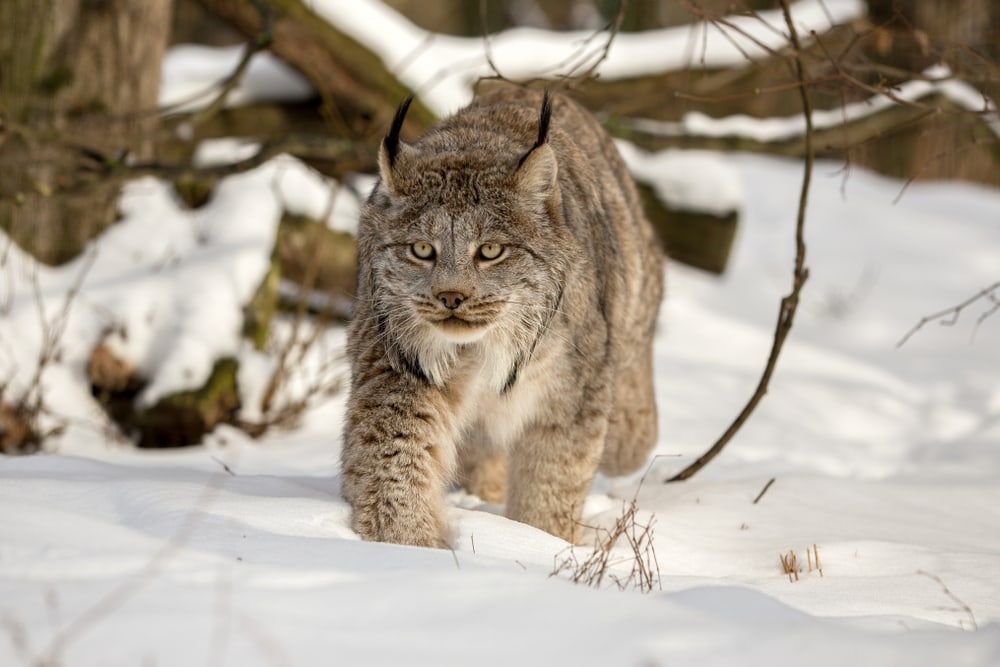 a Canadian lynx running through the snow-covered ground