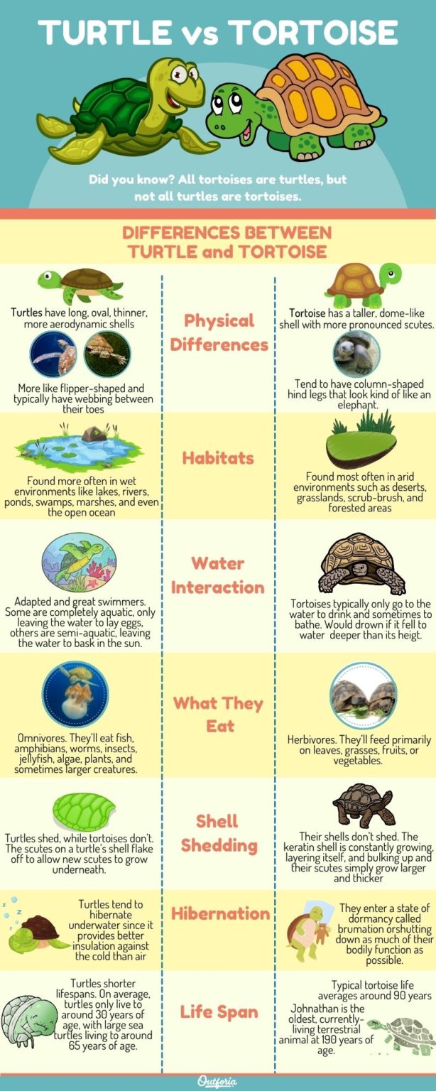 turtle-vs-tortoise-7-key-differences-detailed-with-images-and-facts