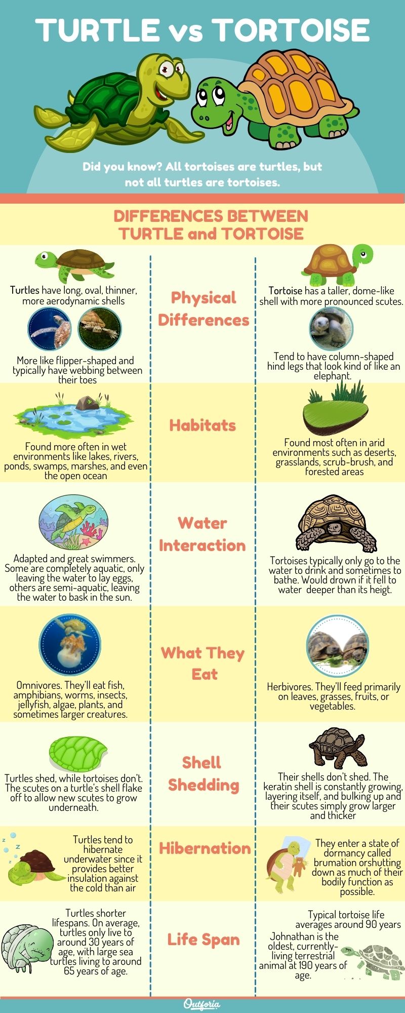 turtle vs tortoise, chart and infographic showing all the differences between turtle and tortoises, in terms of physical differences, habitats, water interaction, what they eat, shell shedding, hibernation, life span and more