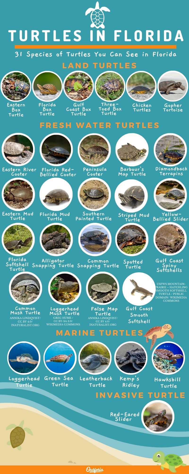 chart of images and names of the different species of turtles in Florida