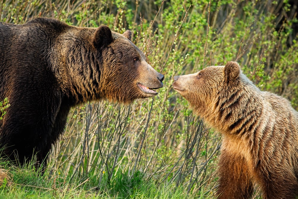 Couple bear reaching to kiss each other