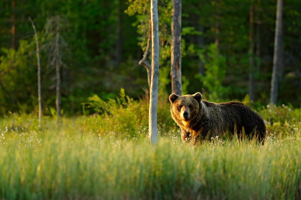 Bear hiding in a tall grass in distance
