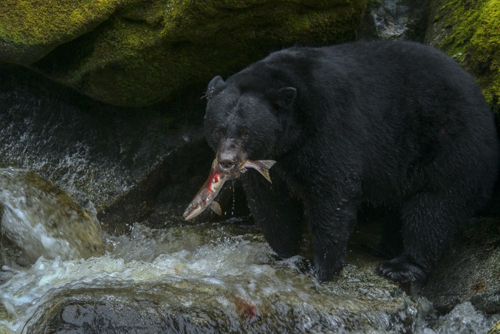 Black bear eating its hunted fish