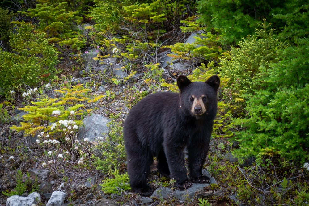 Black bear standing on a stone