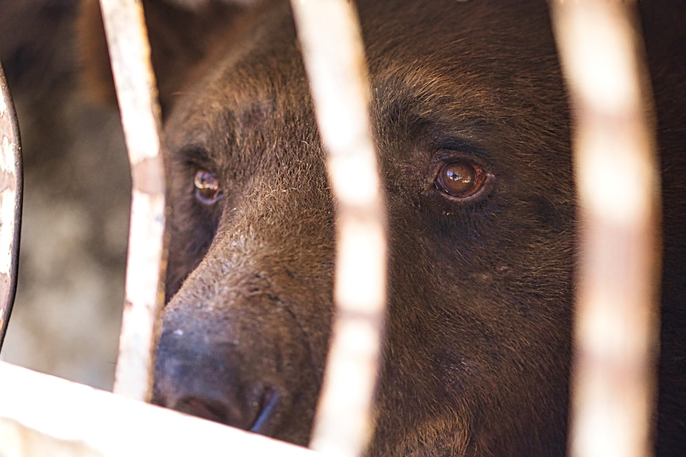 Close up photo of captured bear with its sad eyes