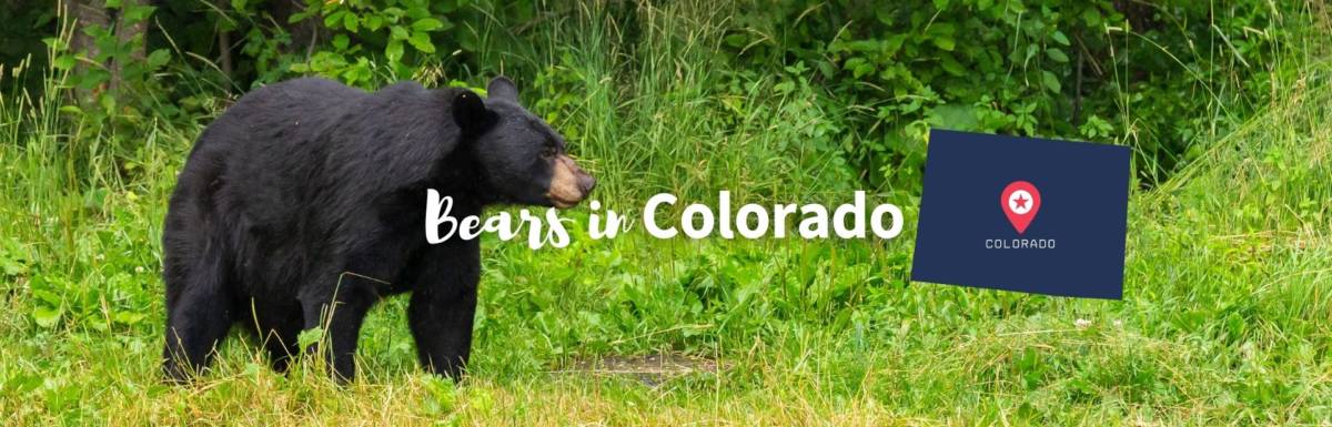 Bears in Colorado featured image