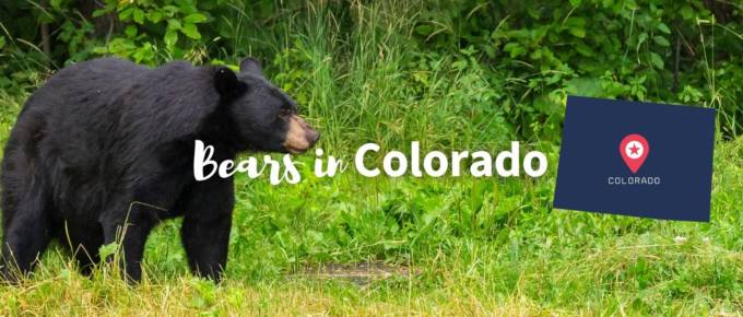 Bears in Colorado featured image