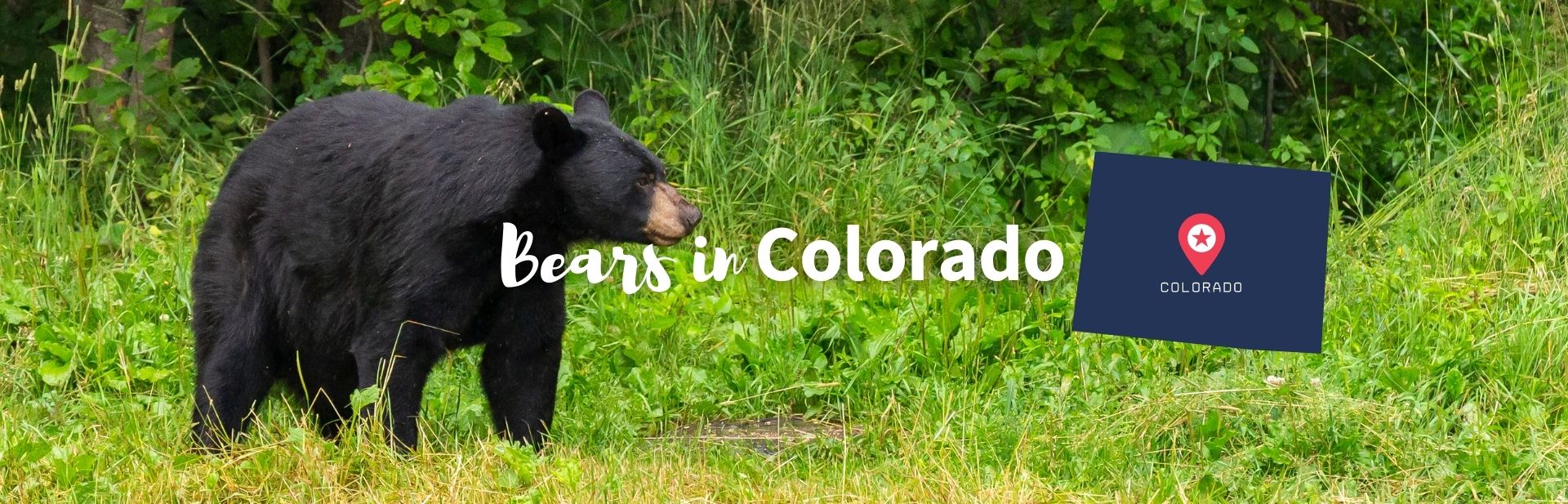 Bears in Colorado: What Kind Of Bears Live in Colorado?
