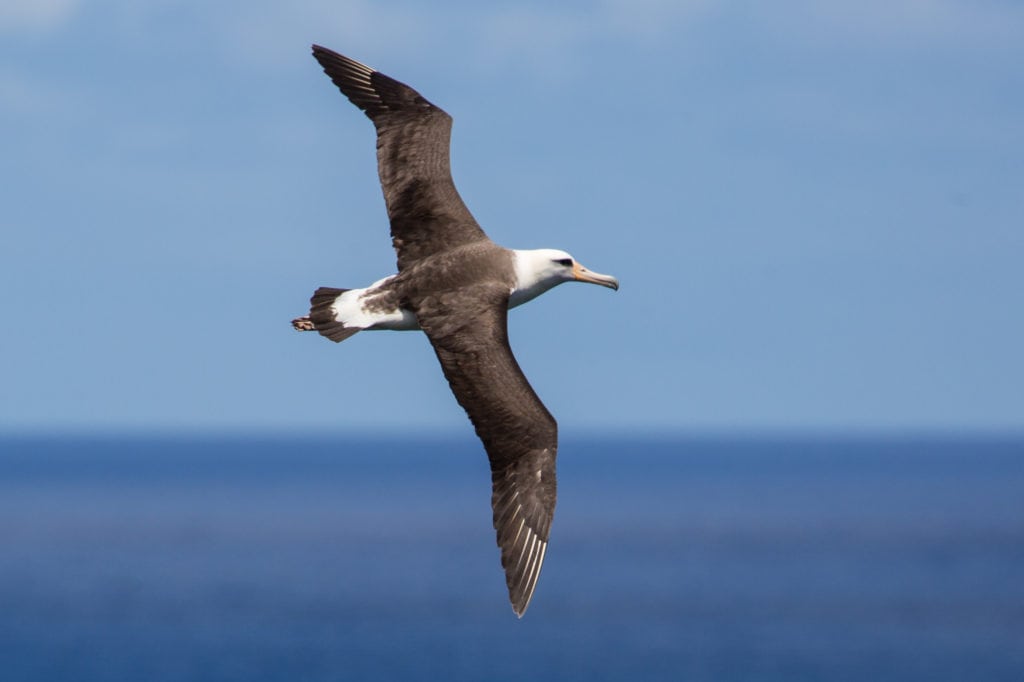 Laysan albatross (Phoebastria immutabilis), Largest bird of Hawaii