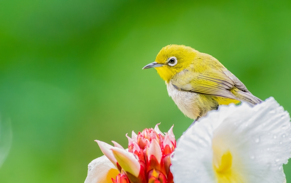 Japanese white-eye (Zosterops japonicus) of Hawaii