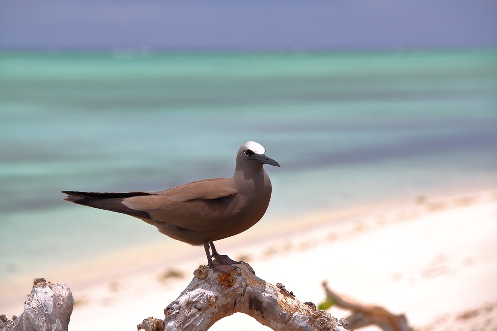 Brown Noddy (Anous stolidus) of Hawaii                                                                                     