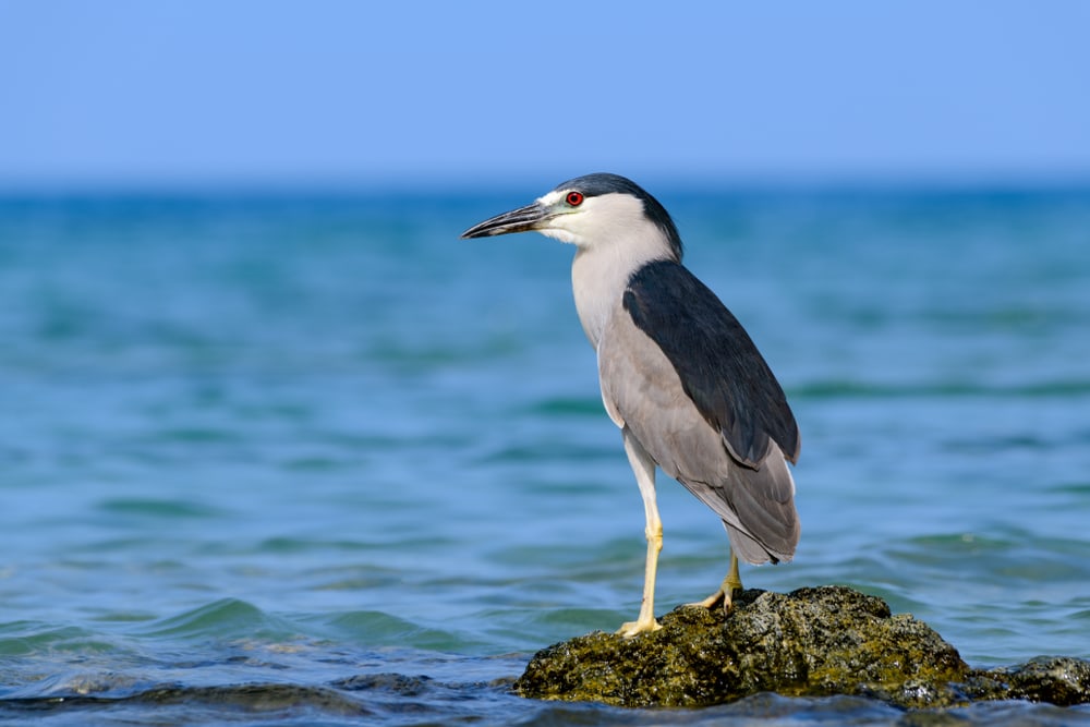 Bird standing on a rock in the middle of a beach in Hawaii