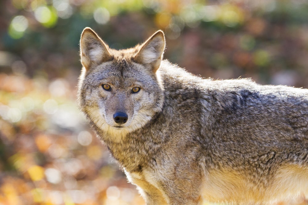 Coyote turning its head to look in camera