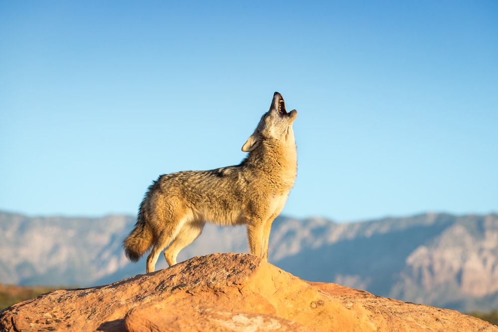 Coyote howling on top of a mountain