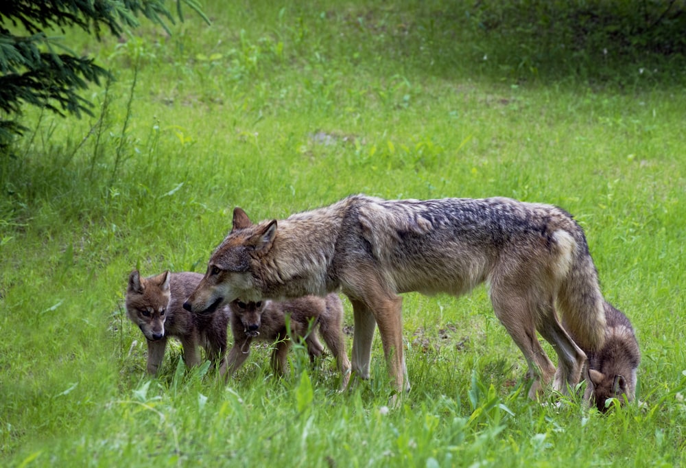 Coyote pups following its mother