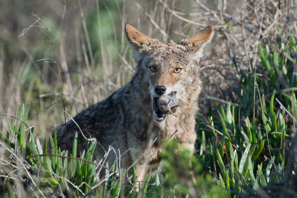 Coyote eating its hunted rat