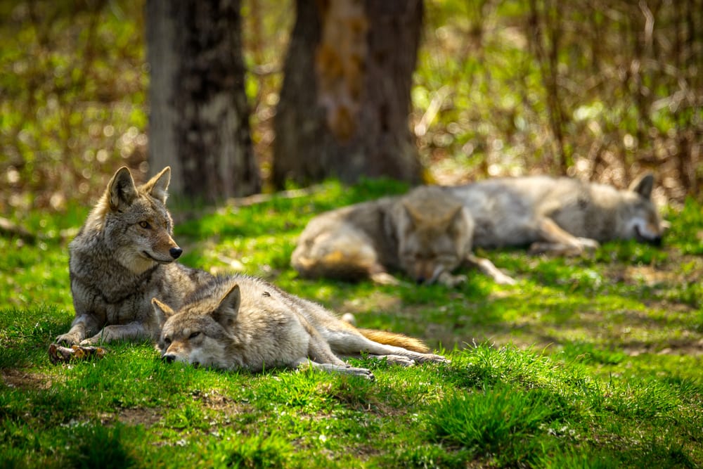 Pack of Coyotes sleeping on a grass