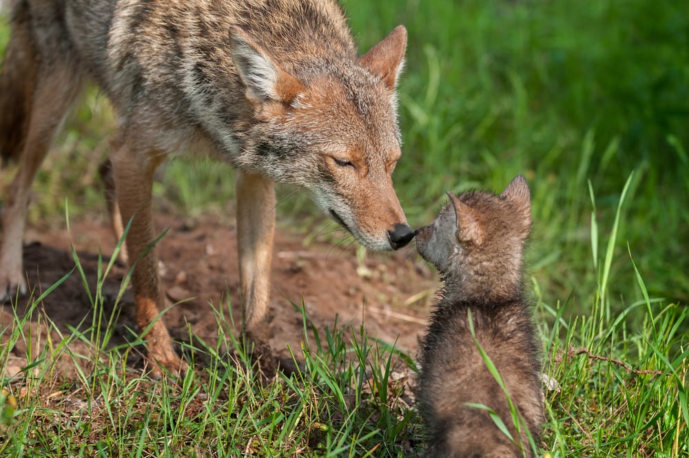 Coyote touching the nose of its pup