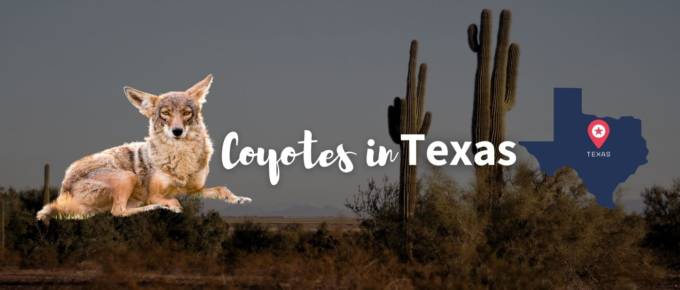 Coyotes in Texas featured image