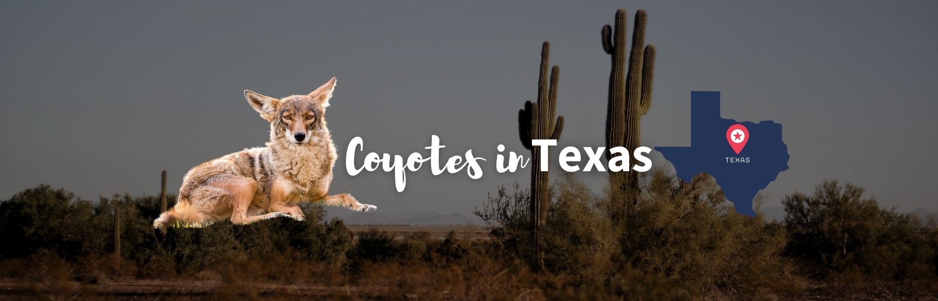 Coyotes in Texas: All About These Masters of Adaptability