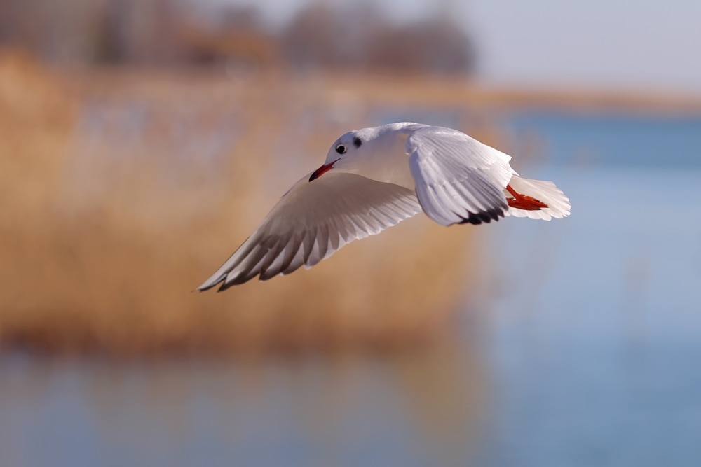 White bird flying on the river
