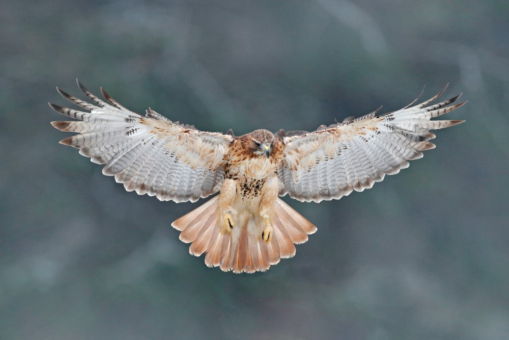 Front view of Red-Tailed Hawk (Buteo jamaicensis)