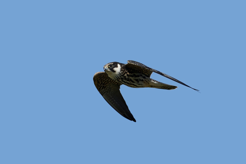 Eurasian Hobby (Falco subbuteo) on light blue sky