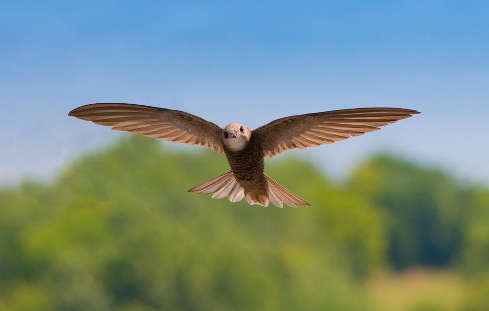 Common Swifts (Apus apus) showing off its wings and tails