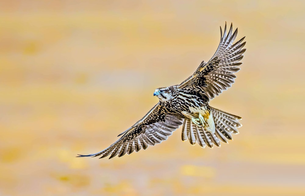 Saker Falcon (Falco cherrug) flying above the fields