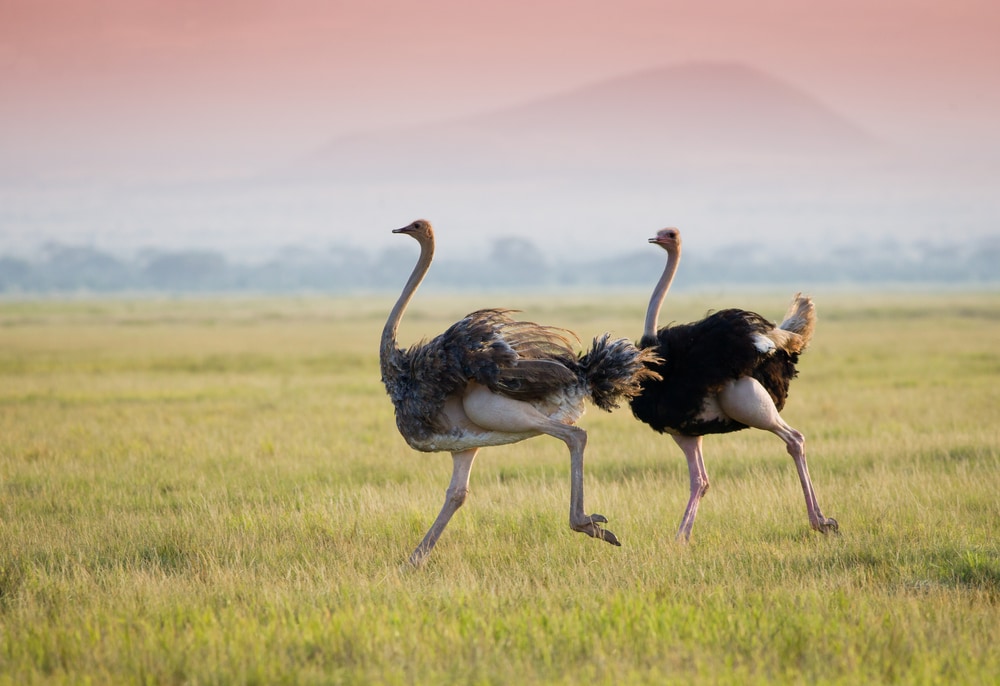 Ostrich (Struthio camelus) walking on the land