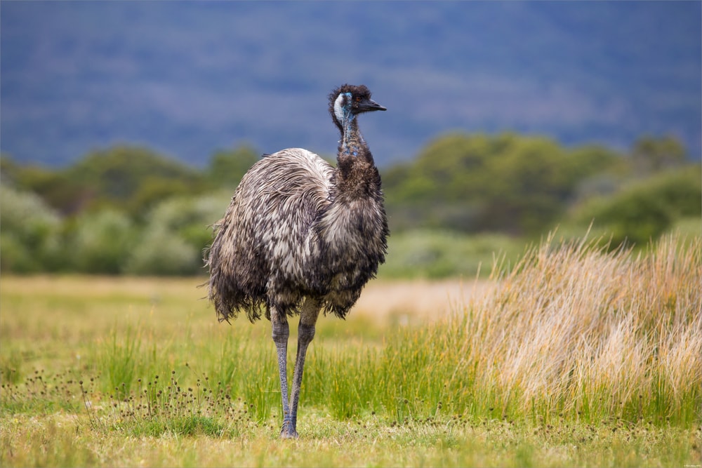 Emu (Dromaius novaehollandiae) standing in the middle of the field