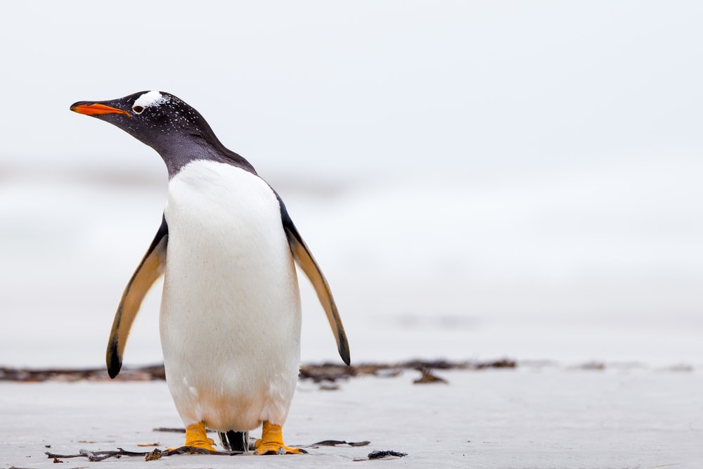 Gentoo Penguin (Pygoscelis papua) standing on ice