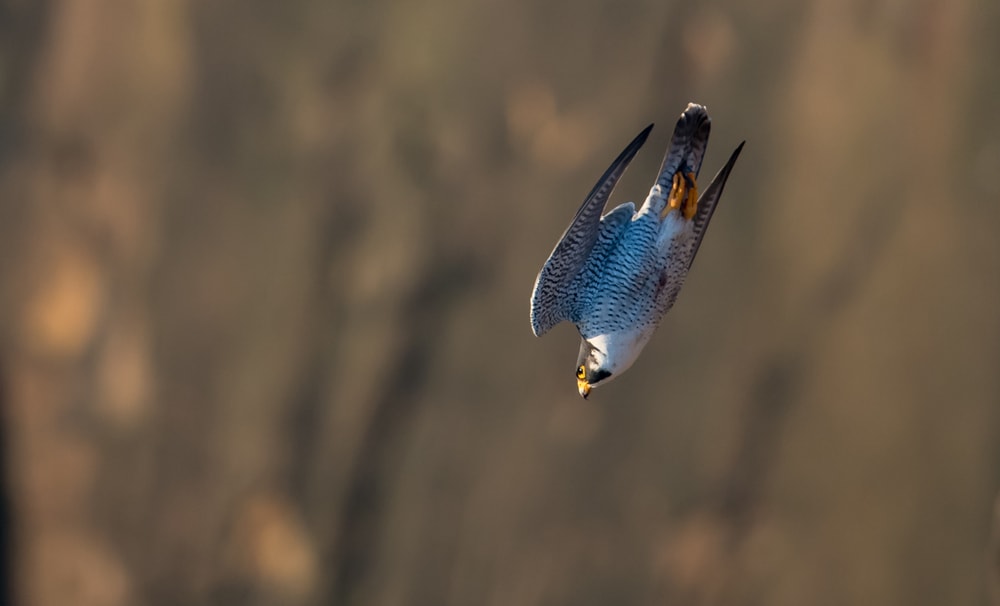 Peregrine Falcons (Falco Peregrinus) flying down its path