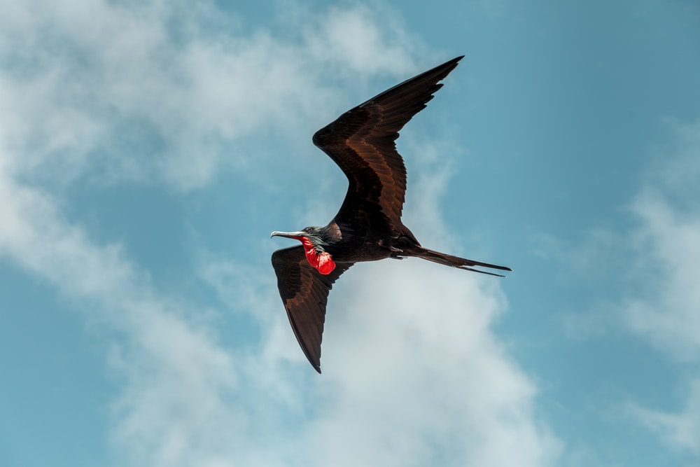 Frigate Bird (Fregata minor) shot on the sky