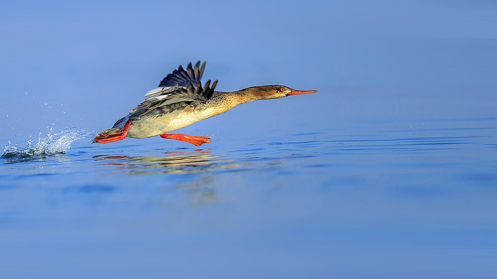 Red-Breasted Merganser (Mergus serrator) trying to land on water