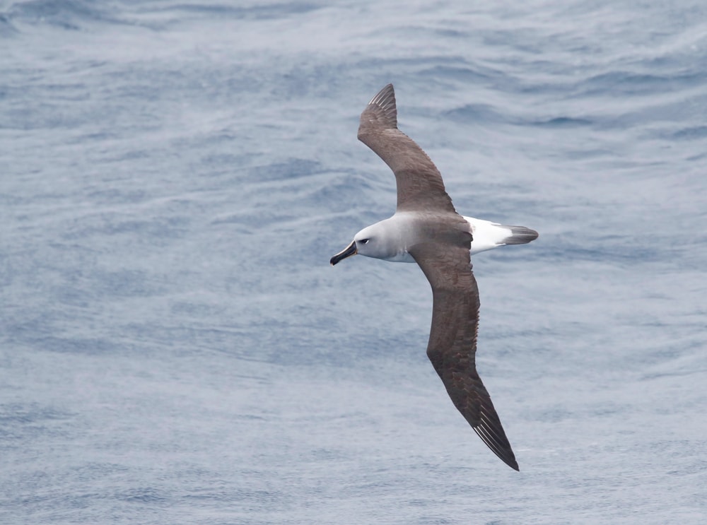Gray Headed Albatross (Thalassarche chrysostoma) trying to safely land on sand