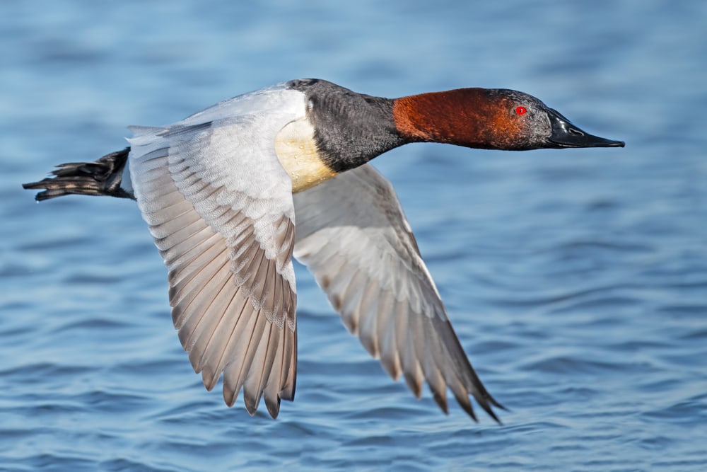 Canvasback (Aythya valisineria) flying on top of a water