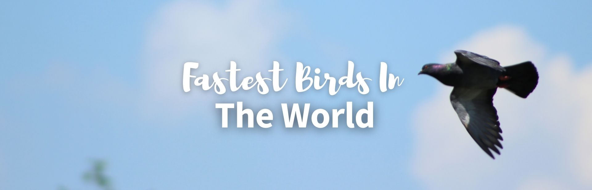 The 18 Fastest Birds In The World