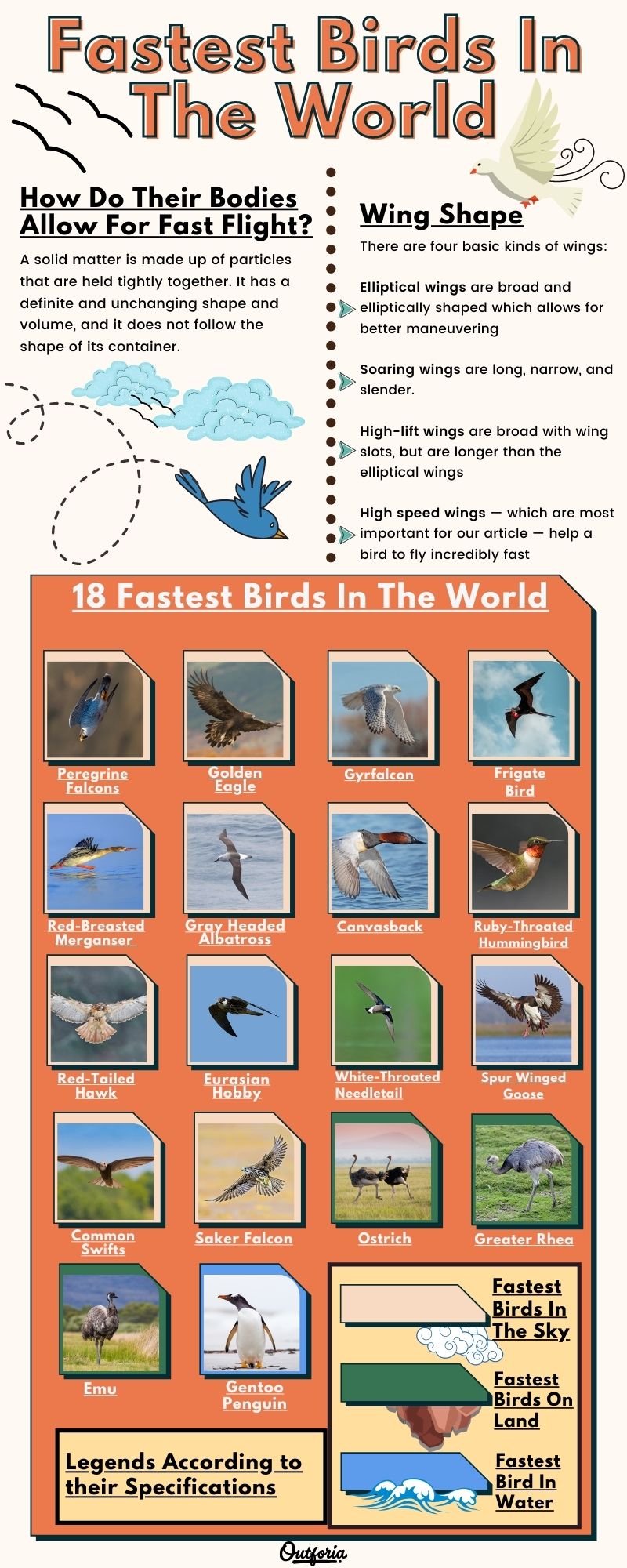 Chart of Fastest birds in the world complete with photos, facts, and more