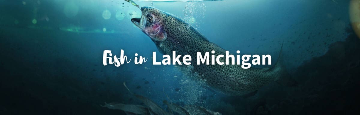 fish in Lake Michigan featured photo