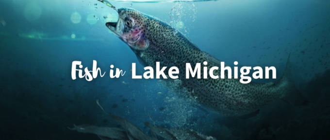 fish in Lake Michigan featured photo