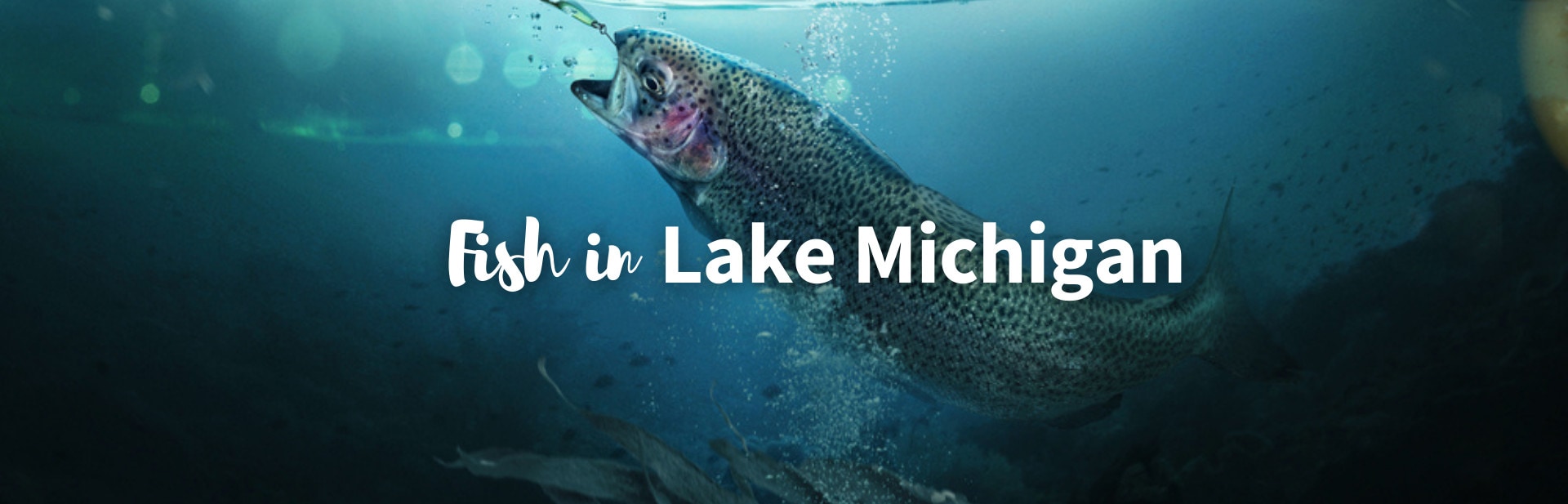 20 Most Important Fish in Lake Michigan: Native And Introduced