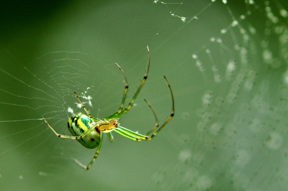 Close up shot of Orchard Spider in Florida